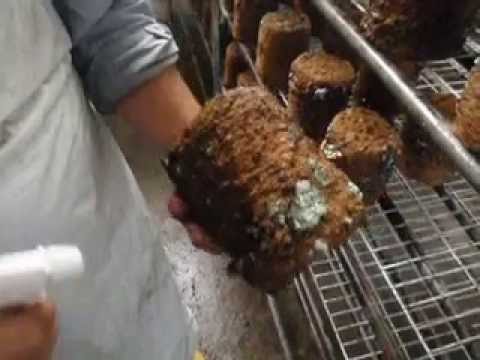 上田産業の椎茸の菌床の実態 Youtube