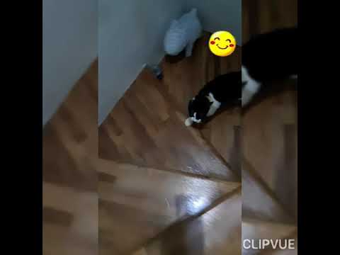วีดีโอ: ข้อเข่าเสื่อมในแมว