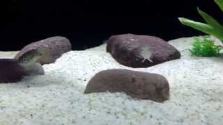 ExCichlasoma Istlanum.