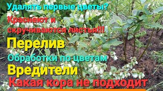 ВНИМАНИЕ!!! Посмотрите, чтобы не навредить голубике.