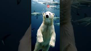A Polar Bear cub Rescued from Deadly Sharks Attack! #polarbear #arcticwildlife #animals #shorts