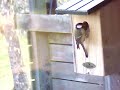 birdcam2_2010-04-08_19-12-07.wmv