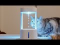 무중력 물방울을 본 고양이들 반응