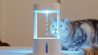 무중력 물방울을 본 고양이들 반응