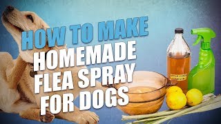 DIY Homemade Flea Spray for Dogs (3 Cheap, Natural Recipes)