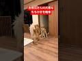 白熊兄さんの私物を略奪した山の神🏔️#shorts #ゴールデンレトリバー #goldenretriever #癒し #愛犬 #puppy #ゴールデンレトリバー仔犬