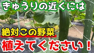 【きゅうり】の横に植えると”いい効果”がある野菜を紹介します。【家庭菜園】