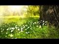 Background Garden
