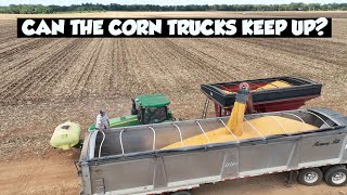 CORN HARVEST IS BETTER THAN LAST YEAR