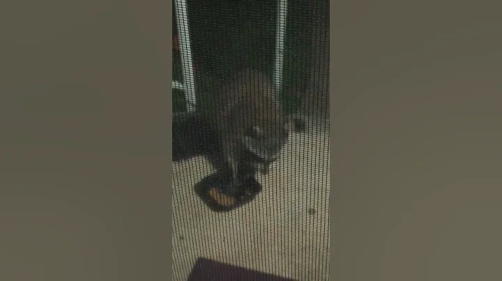 New Kitty Came For Dinner
