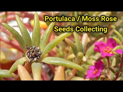 succulent live Succulent Living Picture Cuttings-Sempervivum & Accent Succulent Cuts   Succulent Gardens