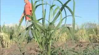 Fields of Study: Switchgrass Breeding