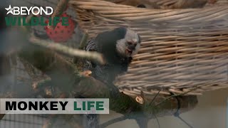 S10E18 | Frank Meets His Hit New Roommate Douglas | Monkey Life | Beyond Wildlife