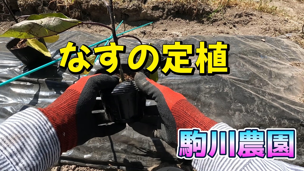 なすの定植　駒川農園　26.5.20