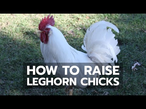 How to Raise Leghorn Chicks