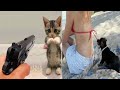 Funniest Animals | Funny Dog And Cat | Funny Animal Video #5
