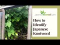 How to identify japanese knotweed  japanese knotweed expert ltd