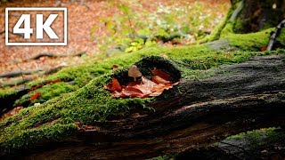 The Wilderness and it&#39;s Sounds | Mushroom and Trees under a soothing rain