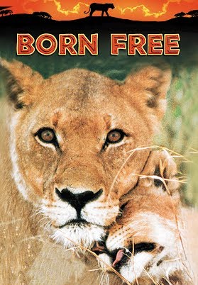 Image result for You Tube , " Born Free " , lion