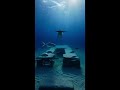 Great White Shark POV at Alcatraz — A Sunken Prison Transport Hidden Below#Alcatraz #SharkPOV