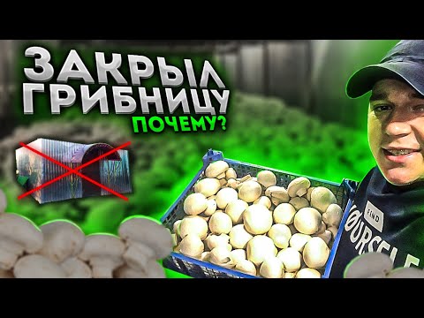 ЗАКРЫЛ ГРИБНИЦУ! Больше не выращиваю грибы! Что произошло? Выращивание шампиньонов.