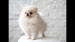 Pomeranian Dog Hair Cut | Pomeranian Dog Groom | Pomeranian Dog Grooming Tutorial | Dog Lover by The Grooming Club 3,167 views 10 months ago 7 minutes, 50 seconds