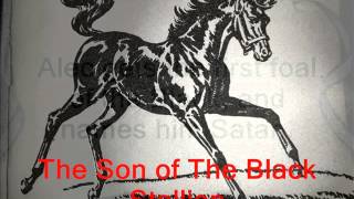 Son of the Black Stallion