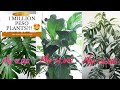 MOST EXPENSIVE PLANT IV'E EVER SEEN || PLANT WORTH PHP138,000 😱