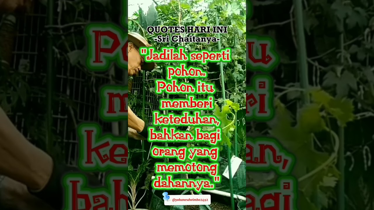 Quotes Hari Ini - Sri Chaitanya @yohanesdwimbo2492 #quotes #kaleidoskop #pohonanggur