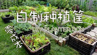 自制种植筐(零成本） DIY PLANTER BOX