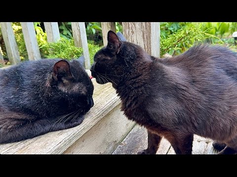 Mommy Cat Waddles Straight To Her Boyfriend Big Boy Just To Give Him Some Kisses!