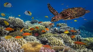 Underwater Ambience Deep Relaxing Music Sleeping Music Meditation Music