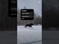 ? #horse #sso