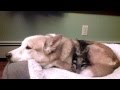 Maine Coon kitten thinks Husky dog is her brother