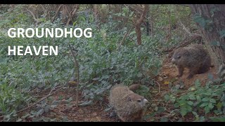 Groundhog Building a Nest