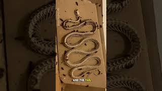 Dermestid Beetles Clean Corn Snake Skeletom Time Lapse