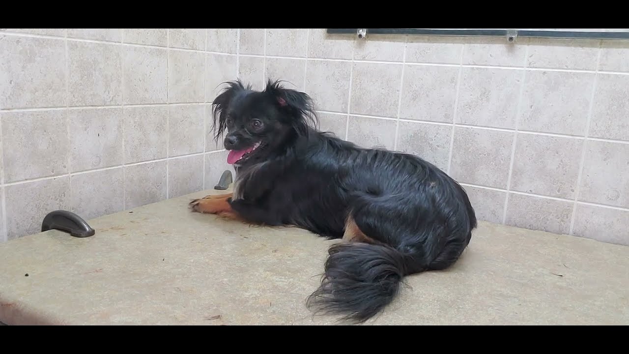 How to scissor cut a long haired Chihuahua cross, dog grooming, no restraints