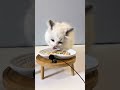 Feeding my cat and kitten 🤎🤍 Zed was not happy at first, but after a day he really warmed up 🥹...