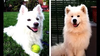 American Eskimo Dog vs Samoyed - Similarities and Differences by Happy Funny Pets 21,090 views 5 years ago 2 minutes, 31 seconds