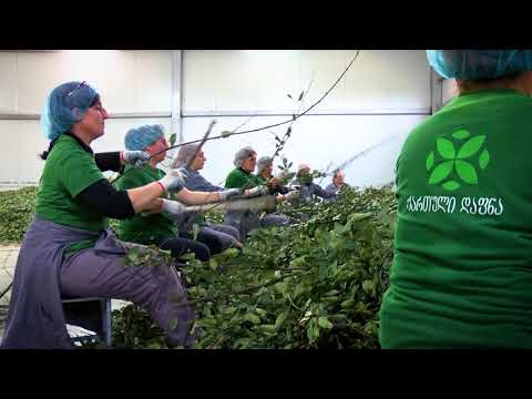 ქართული დაფნა - დაფნის გადამმუშავებელი საწარმო ვანში