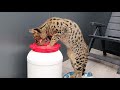 Rainwater brings a lot of fun 😀 Savannah cats love water 💦