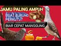 #jamu #paling #ampuh #buat #burung perkutut Bangkok biar cepat manggung & menyembuhkan burung berahi