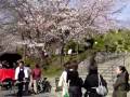 ねねの道と石塀小路～枝垂桜満開の高台寺周辺