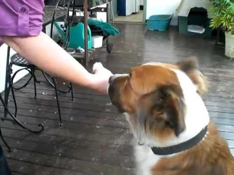 Blind dog Myron happy to do tricks for KFC popcorn chicken.