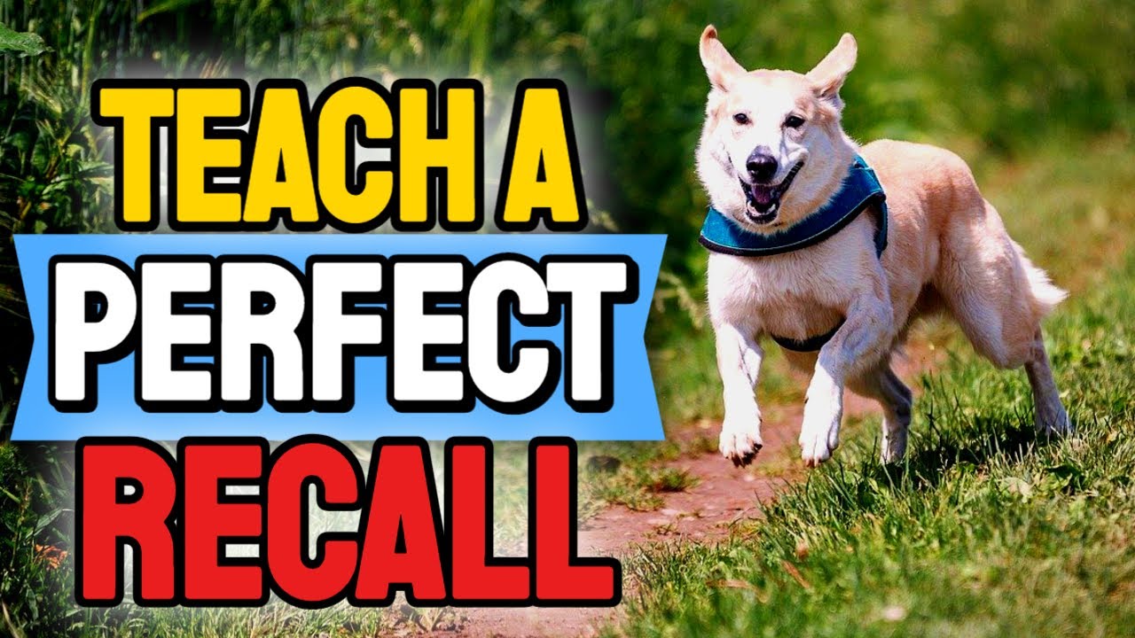 How To Teach Your Dog COME When Called 😮| Top 15 Tips For Perfect ...
