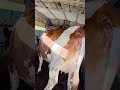 الحلف راه غير ولف وقالوها الناس الوالى قالوا الحلاف راه غير ولاف ودائما تابعوا البالة الحلف ولف
