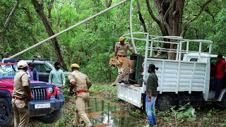 सिद्धार्थनगर में तेंदुएं ने 8 लोगों को किया था घायल, आज इसे जंगल कैसे आजाद किया गया?Release Leopord