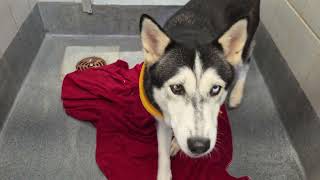 Acs A808912
