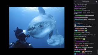 Vinny - Thalassophobic Curiosities [WITH CHAT]