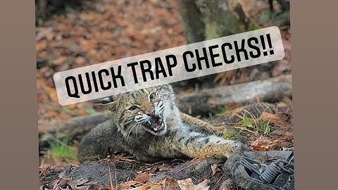 Coyote trapping - bobcat trapping -